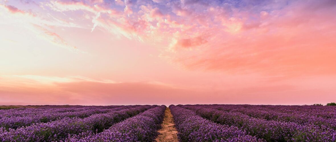 photo lavender flower field under pink sky